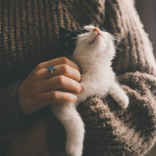 Pet Essentials